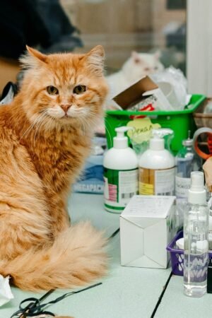 Pet supplies